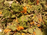 Infusion bien-etre(hivernale,digestive,detox