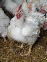 Poules prêt à cuire de 3.5 à 3.8kg