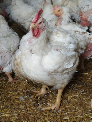 Poules prêt à cuire de 3.5 à 3.8kg
