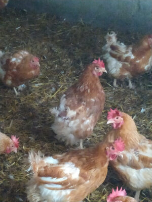 Poules prêt à cuire de 1.4 à 1.7kg