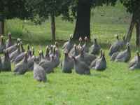 Pintades prêt à cuire de 1.5 à 1.8kg