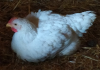 Découpe de poulet - 1 colis d'environ 6kg