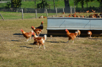 Poulets prêt à cuire de 2.5 à 2.8kg