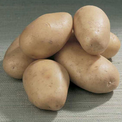Pomme de terre