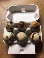 Oeufs de cailles  boite de 6
