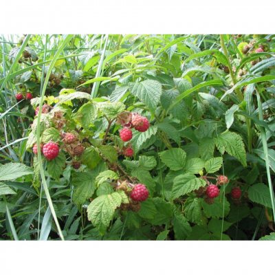 Plant framboisiers 0,6cm environ sauvage mont
