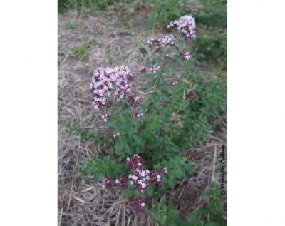 Plant origan sauvage bio montagne