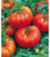 Plant de tomate marmande