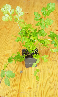 Coriandre
