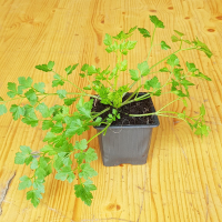Persil en pot
