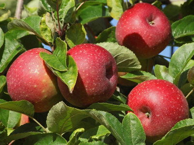 Pomme melred 1kg