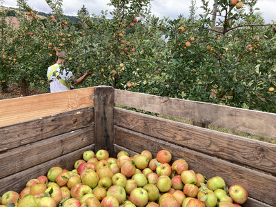 Pomme de table 2kg