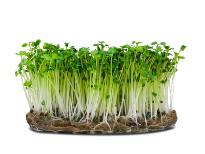 Micropousse de brocoli (herbacée)