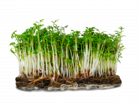 Micropousse de cresson (épicée)