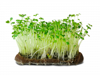 Micropousse de moutarde blanche (poivrée)