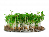 Micropousse de radis daïkon (poivrée)