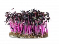 Micropousse de radis pourpre (poivrée)