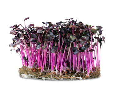 Micropousse de radis pourpre (poivrée)