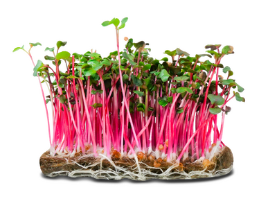 Micropousse de radis rose (poivrée)