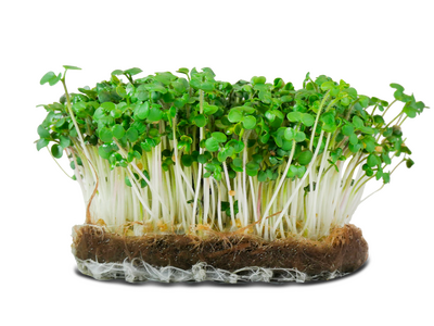 Micropousse de roquette (herbacée)