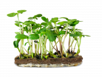 Micropousse de tournesol (herbacée)