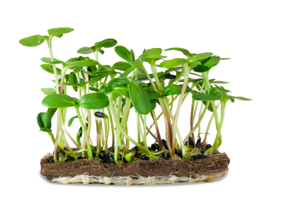 Micropousse de tournesol (herbacée)