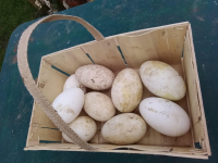 Oeufs d'oies