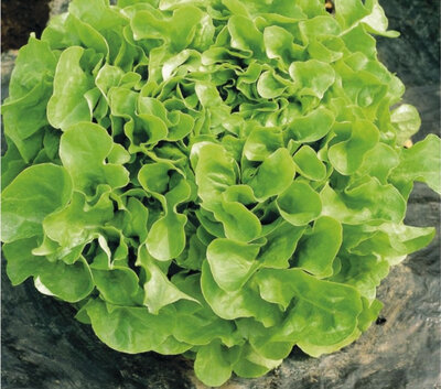 Feuille de chêne