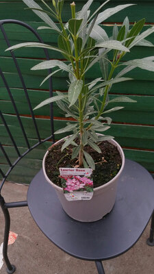 Laurier rose nerium oleander