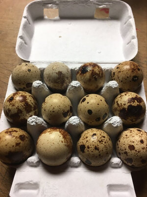 Oeufs de cailles boite de 12