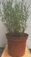 Lavande officinale en pot de 17 cm