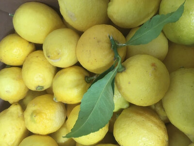 Citron de corse (offre promo)