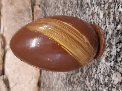 Oeuf garni lait