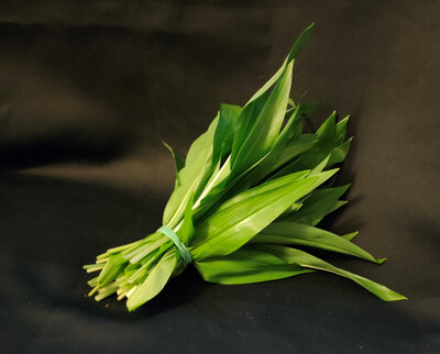 Bouquet d'ail des ours