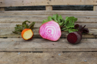 Betteraves assorties (chioggia-rouge-blanche)