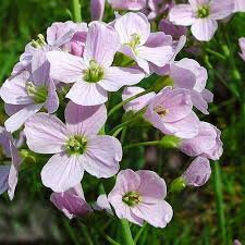 Cardamine g'lée florale