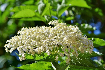 Sureau g'lée florale