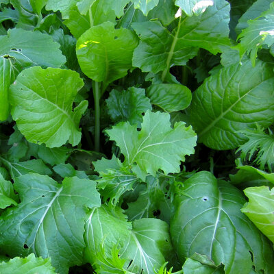 Condimentaire/mesclun
