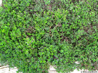 Thym serpolet - bouquet