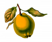 Coing conf fruits entiers