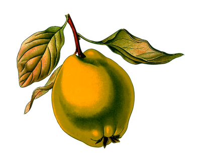 Coing conf fruits entiers