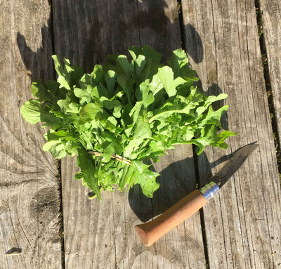 Roquette botte