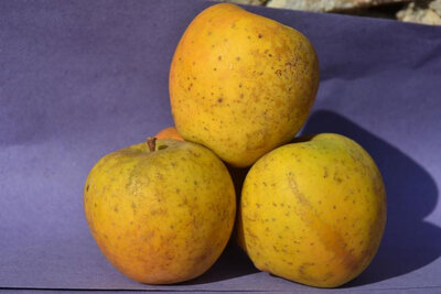 Pommes goldrush