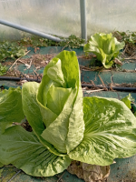 Chicorée pain de sucre