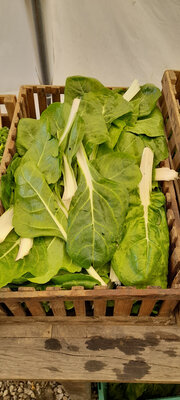 Blette blanche (500gr)