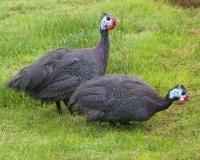 Pintade fermière pour noël