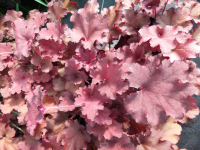 Vivace heuchera orangé