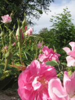 Plant de rosier de damas