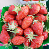 Barquette fraises 1kg