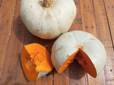 Courge sombra